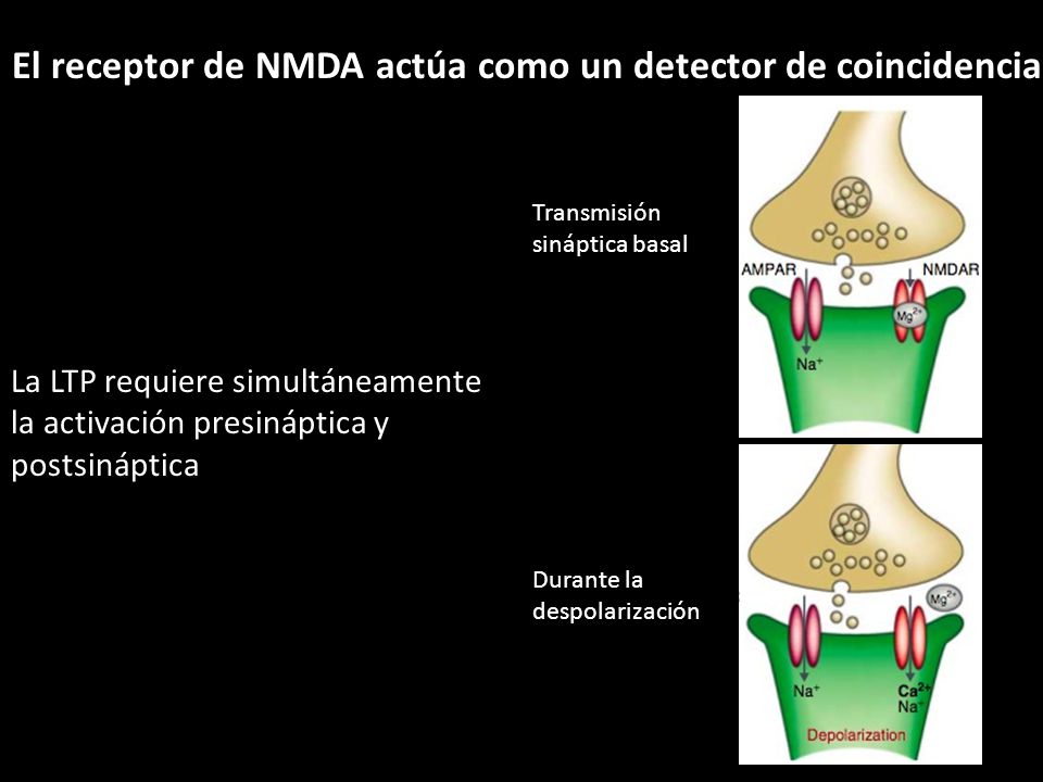 El receptor de NMDA actúa como un detector de coincidencia
