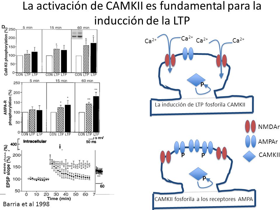 La activación de CAMKII es fundamental para la inducción de la LTP