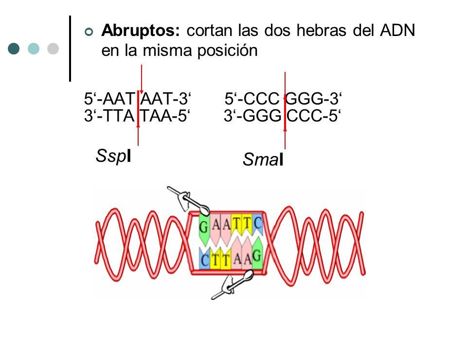SspI SmaI Abruptos: cortan las dos hebras del ADN en la misma posición