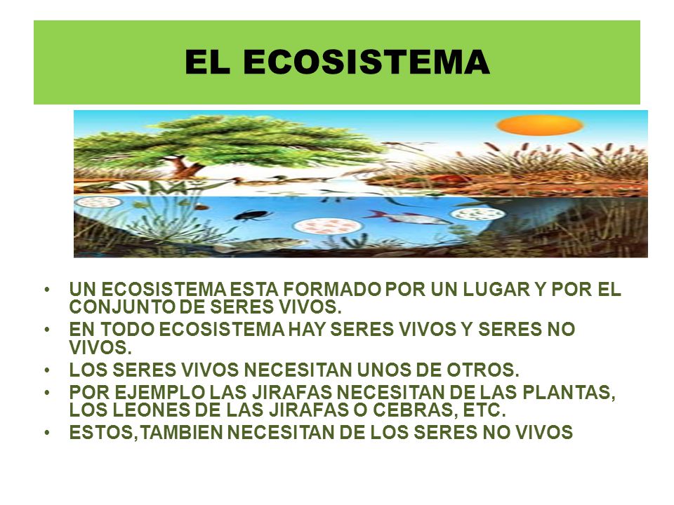 EL ECOSISTEMA UN ECOSISTEMA ESTA FORMADO POR UN LUGAR Y POR EL CONJUNTO DE SERES VIVOS. EN TODO ECOSISTEMA HAY SERES VIVOS Y SERES NO VIVOS.