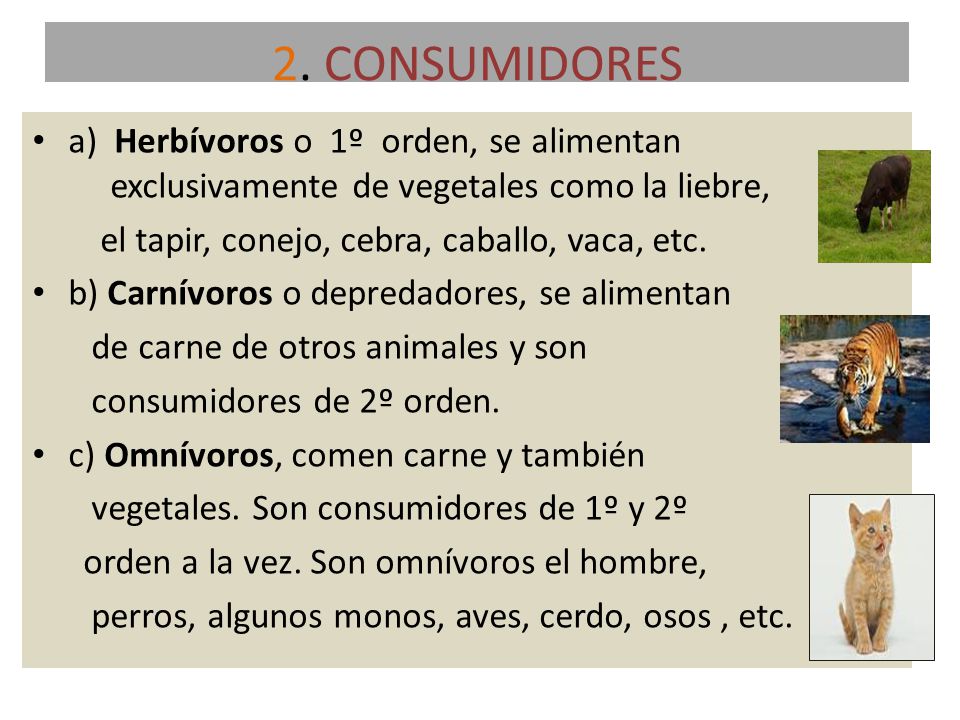 2. CONSUMIDORES a) Herbívoros o 1º orden, se alimentan exclusivamente de vegetales como la liebre,