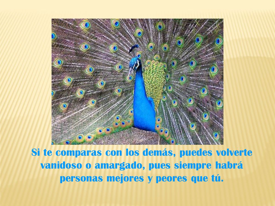 Si te comparas con los demás, puedes volverte vanidoso o amargado, pues siempre habrá personas mejores y peores que tú.