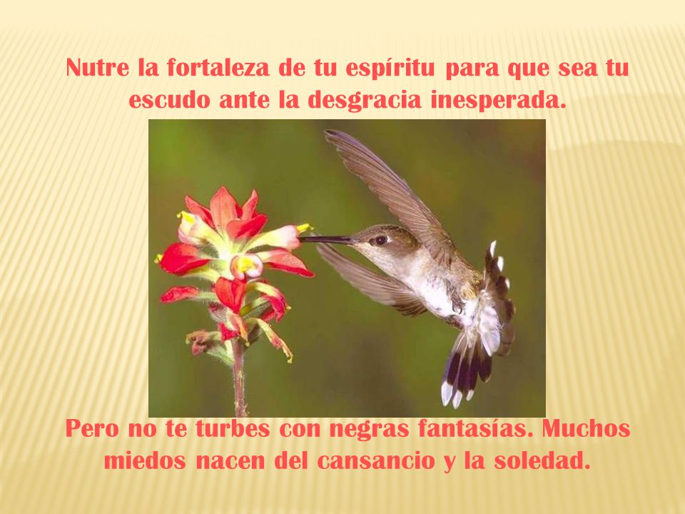 Nutre la fortaleza de tu espíritu para que sea tu escudo ante la desgracia inesperada.