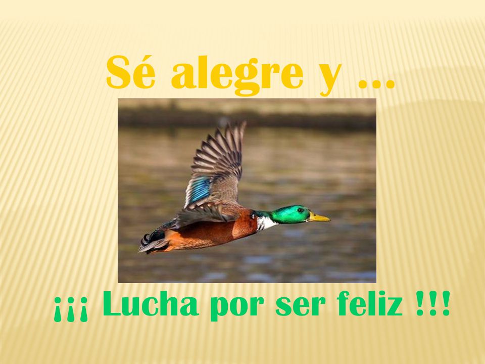 Sé alegre y … ¡¡¡ Lucha por ser feliz !!!