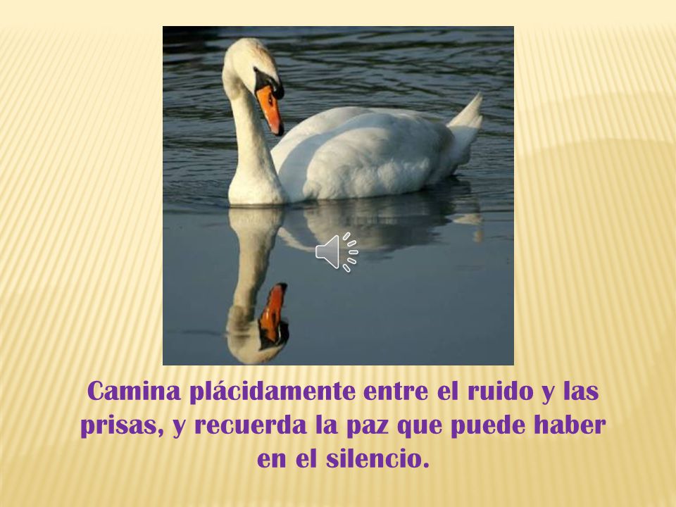 Camina plácidamente entre el ruido y las prisas, y recuerda la paz que puede haber en el silencio.