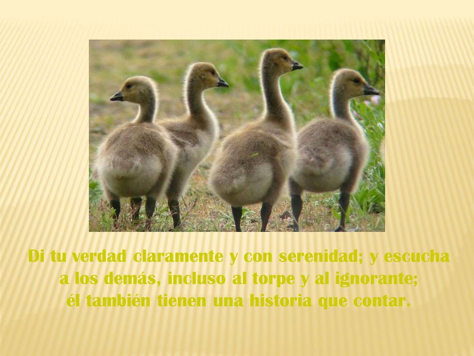 Di tu verdad claramente y con serenidad; y escucha a los demás, incluso al torpe y al ignorante; él también tienen una historia que contar.