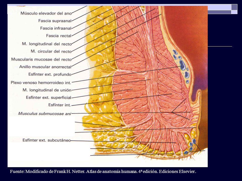 Fuente: Modificado de Frank H. Netter. Atlas de anatomía humana