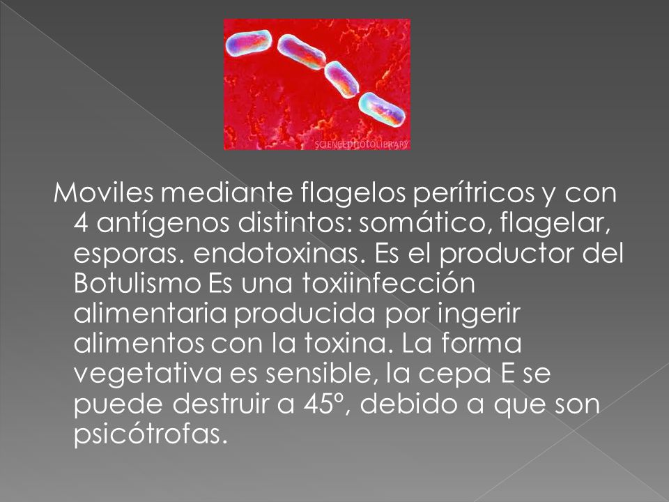 Moviles mediante flagelos perítricos y con 4 antígenos distintos: somático, flagelar, esporas.