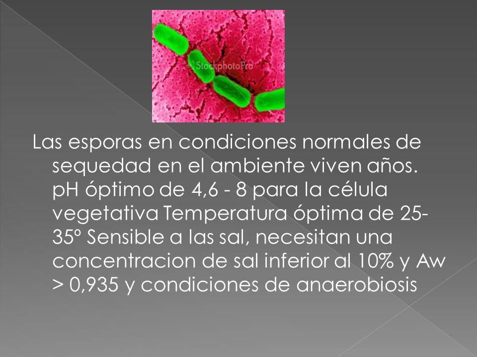 Las esporas en condiciones normales de sequedad en el ambiente viven años.