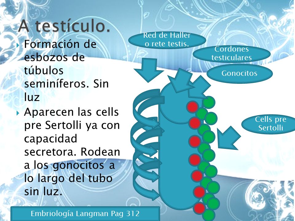 A testículo. Formación de esbozos de túbulos seminíferos. Sin luz