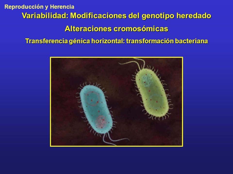 Variabilidad: Modificaciones del genotipo heredado Alteraciones cromosómicas Transferencia génica horizontal: transformación bacteriana