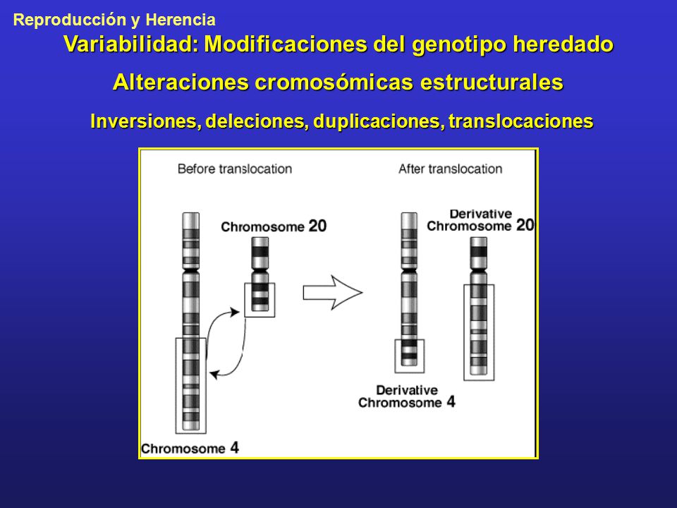 Variabilidad: Modificaciones del genotipo heredado Alteraciones cromosómicas estructurales Inversiones, deleciones, duplicaciones, translocaciones