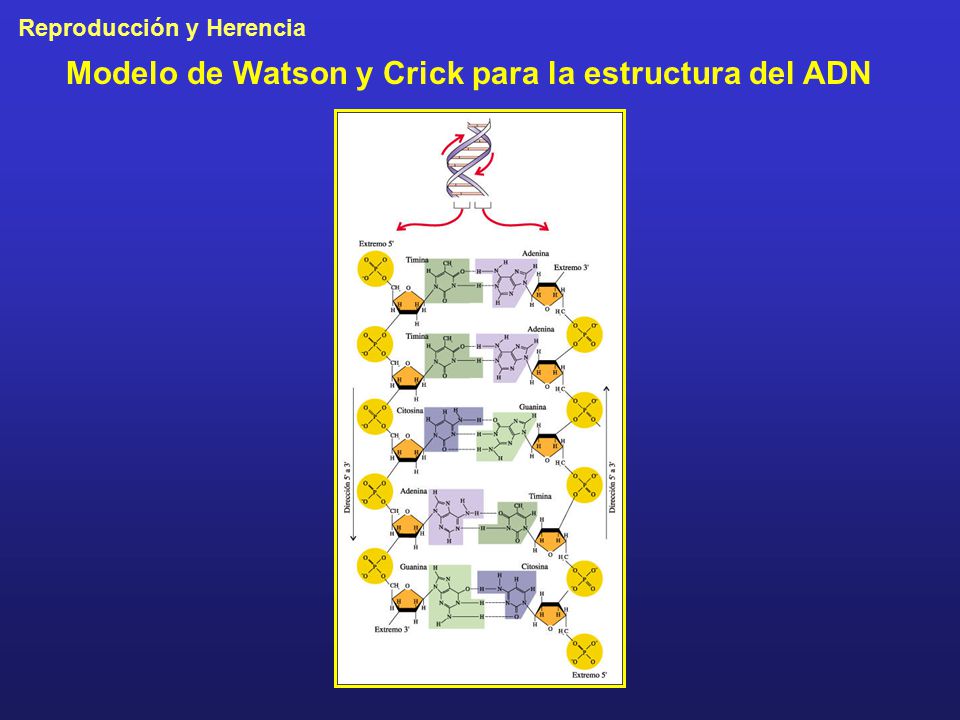 Modelo de Watson y Crick para la estructura del ADN