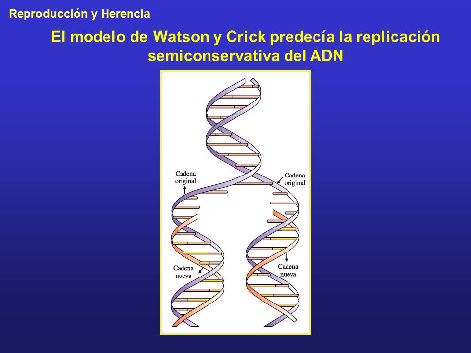 El modelo de Watson y Crick predecía la replicación semiconservativa del ADN