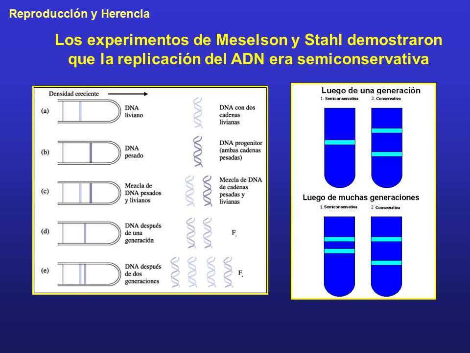 Los experimentos de Meselson y Stahl demostraron que la replicación del ADN era semiconservativa