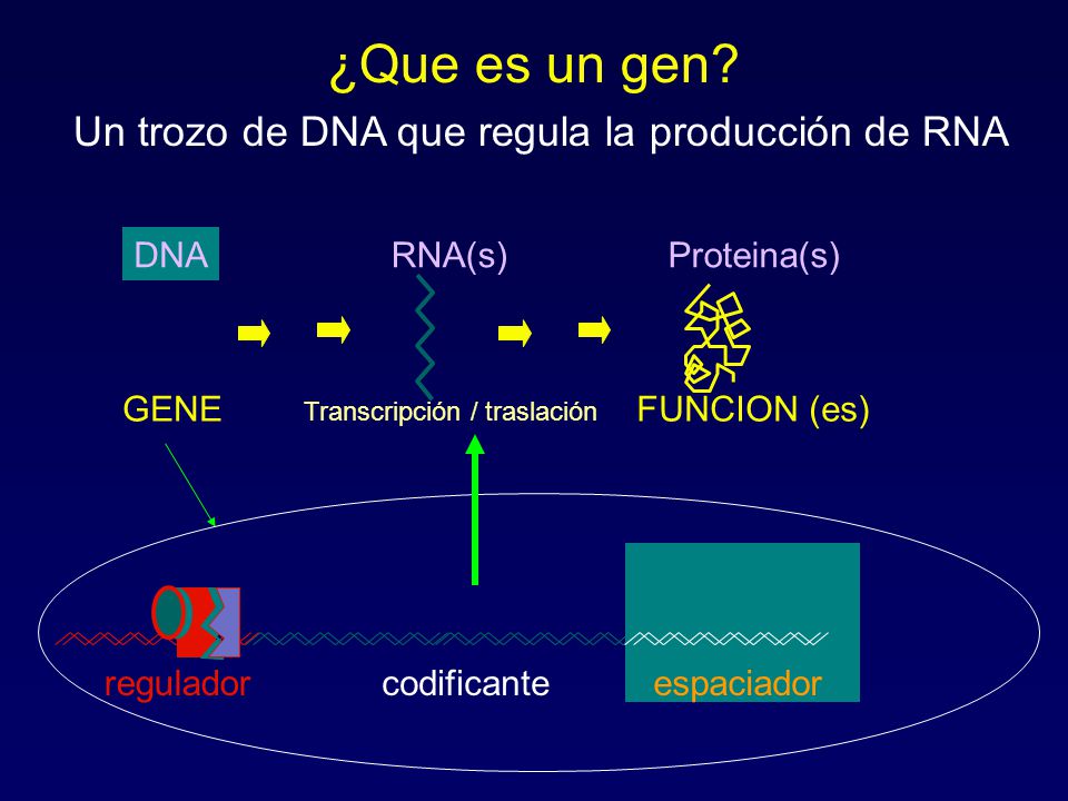 ¿Que es un gen Un trozo de DNA que regula la producción de RNA