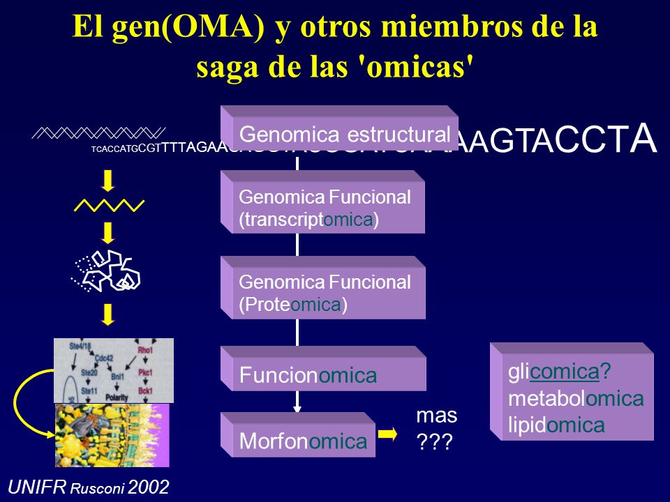 El gen(OMA) y otros miembros de la saga de las omicas