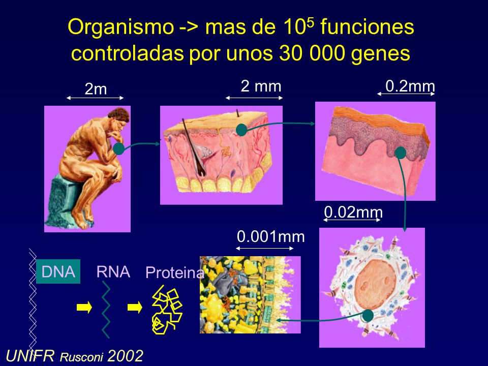 Organismo -> mas de 105 funciones controladas por unos genes