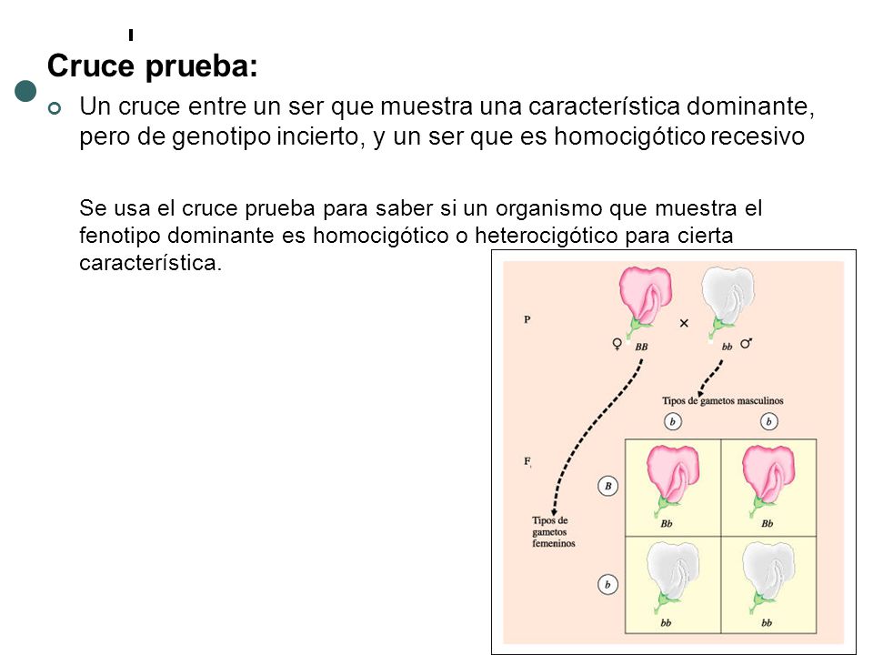 Cruce prueba: Un cruce entre un ser que muestra una característica dominante, pero de genotipo incierto, y un ser que es homocigótico recesivo.