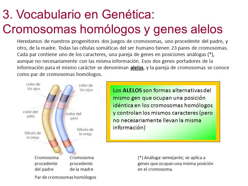 4 3. Vocabulario en Genética: Cromosomas homólogos y genes alelos
