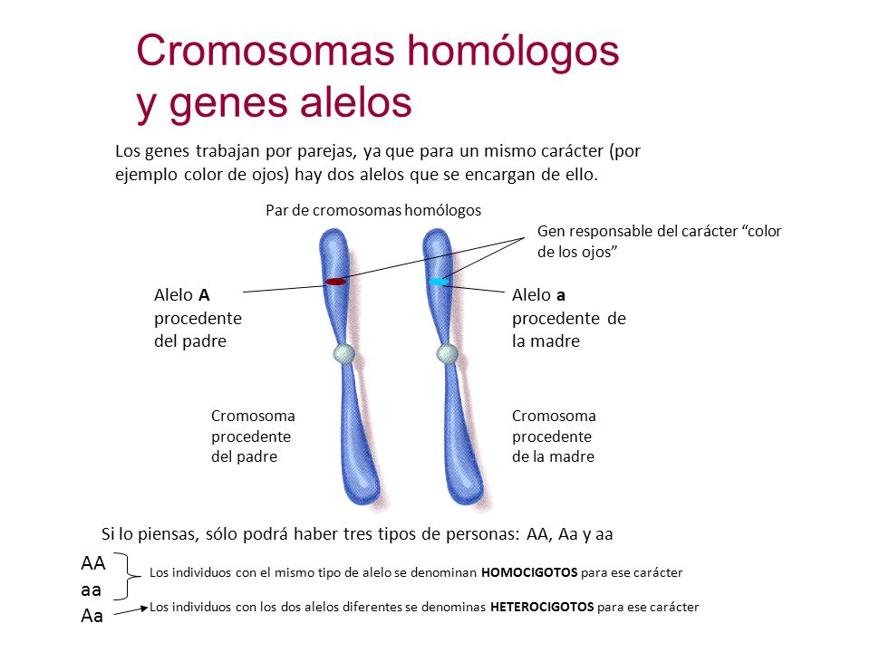 Cromosomas homólogos y genes alelos