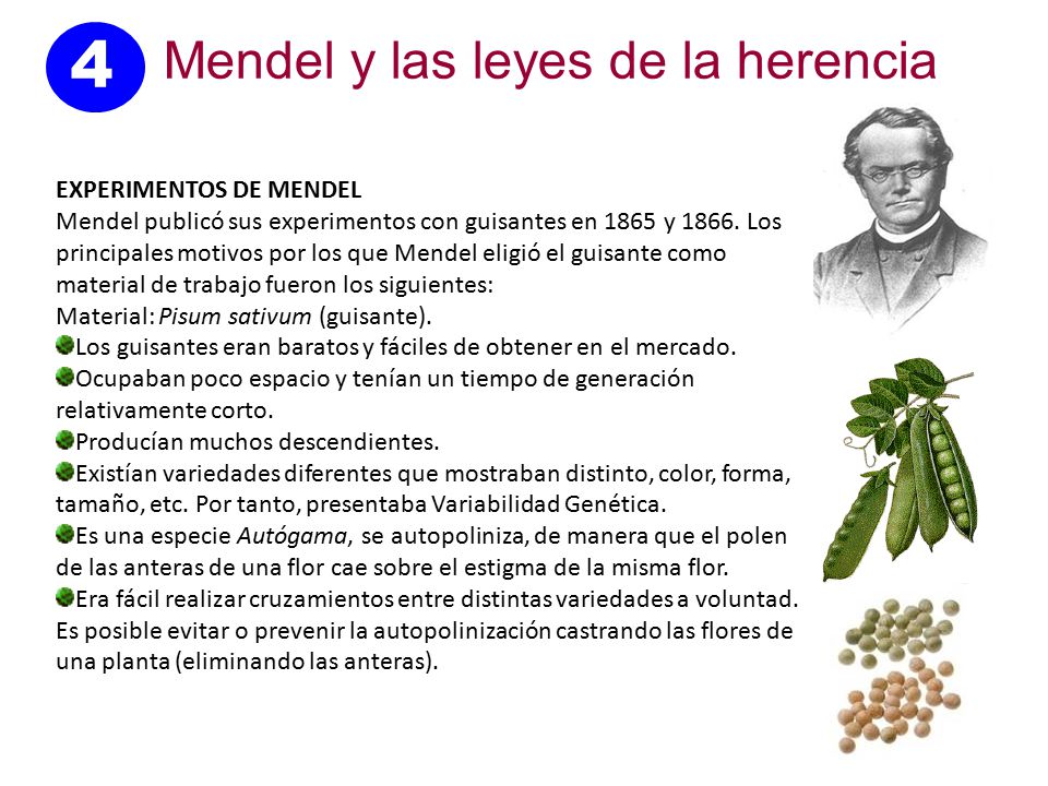 4 Mendel y las leyes de la herencia EXPERIMENTOS DE MENDEL
