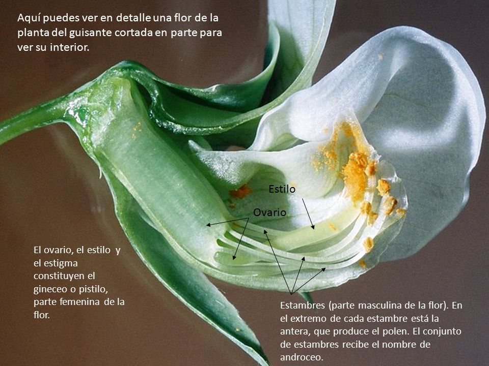 Aquí puedes ver en detalle una flor de la planta del guisante cortada en parte para ver su interior.