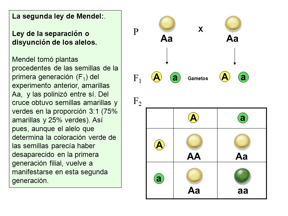 P F1 F2 Aa Aa A a A a A AA Aa a Aa aa La segunda ley de Mendel:.