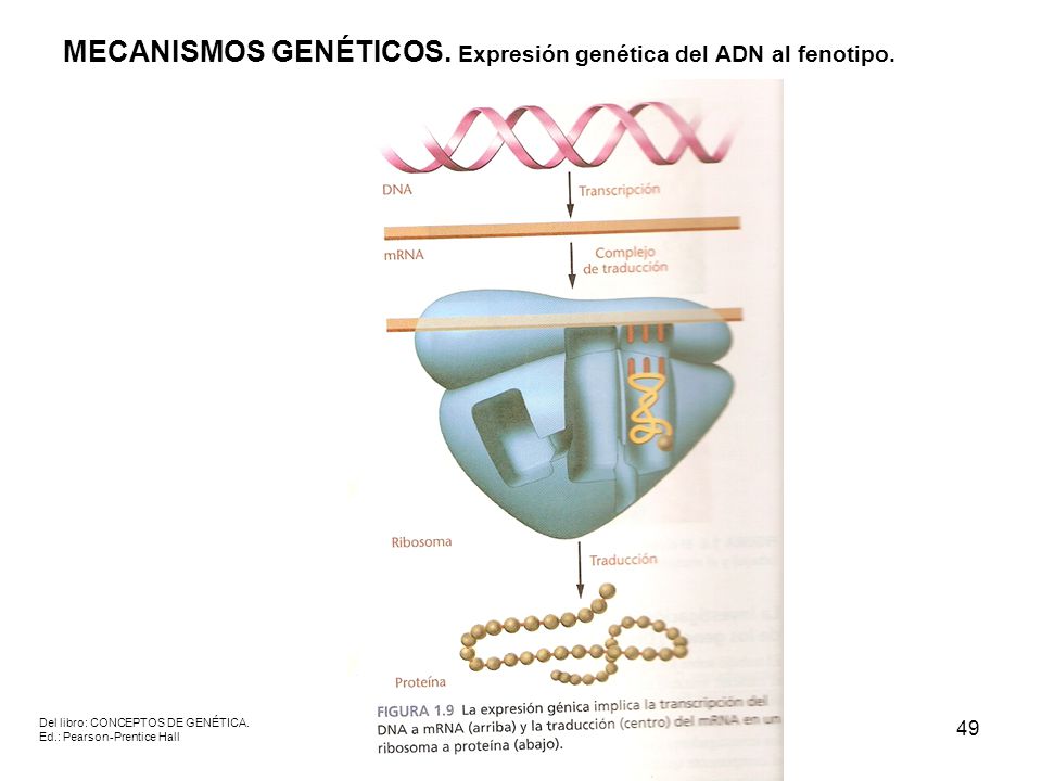 MECANISMOS GENÉTICOS. Expresión genética del ADN al fenotipo.
