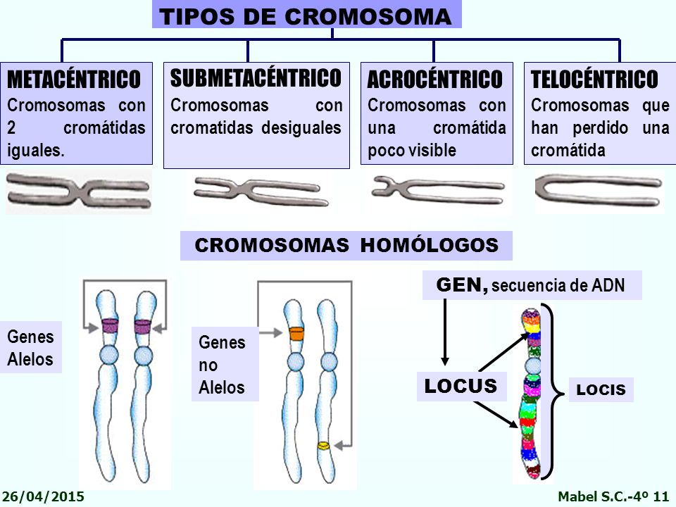 TIPOS DE CROMOSOMA METACÉNTRICO SUBMETACÉNTRICO ACROCÉNTRICO