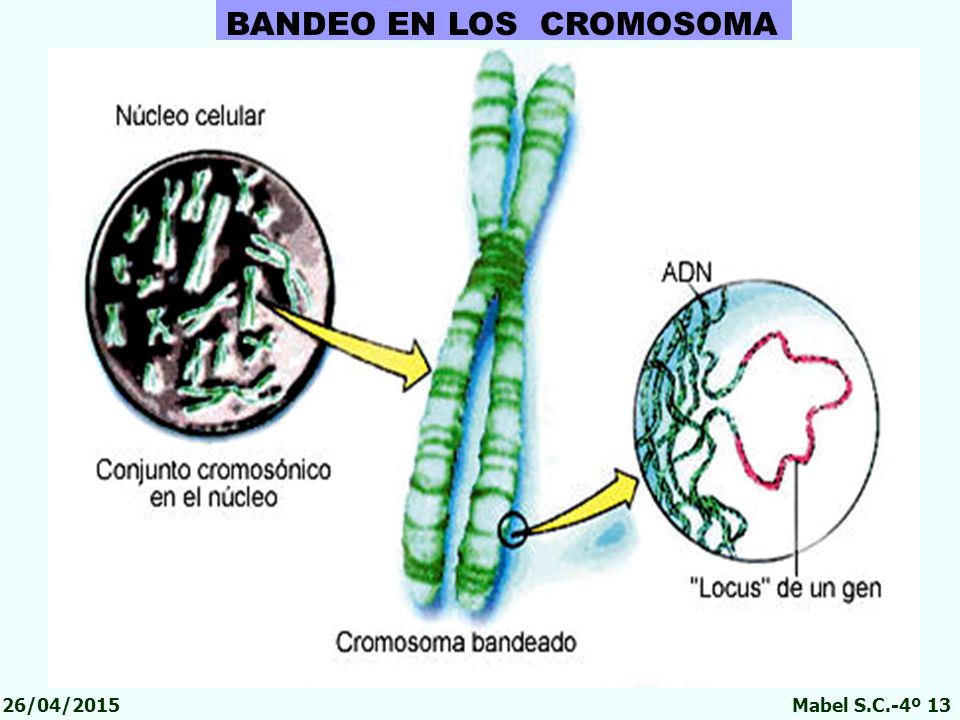 BANDEO EN LOS CROMOSOMA