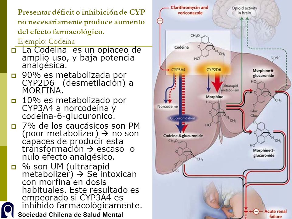 Presentar déficit o inhibición de CYP no necesariamente produce aumento del efecto farmacológico. Ejemplo: Codeína