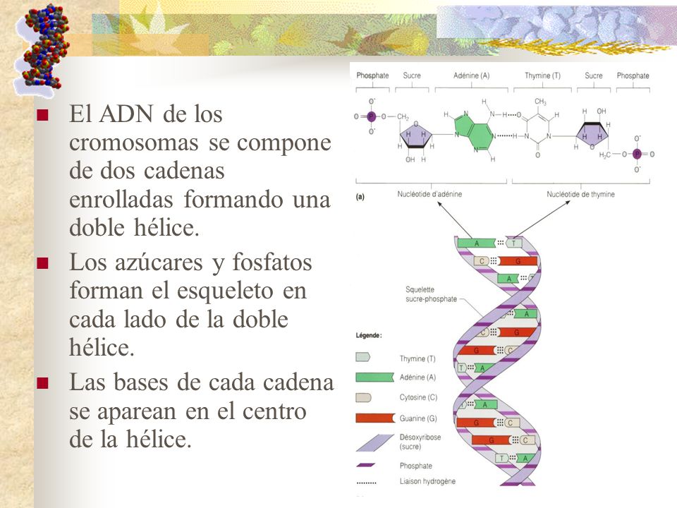 El ADN de los cromosomas se compone de dos cadenas enrolladas formando una doble hélice.