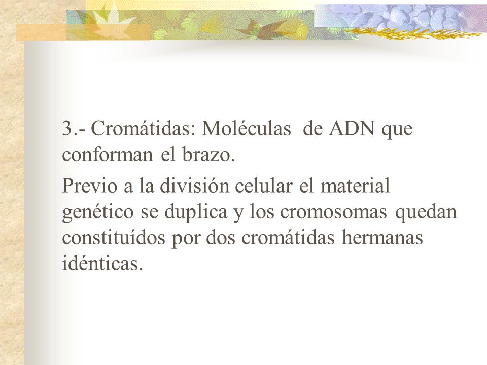 3. - Cromátidas: Moléculas de ADN que conforman el brazo