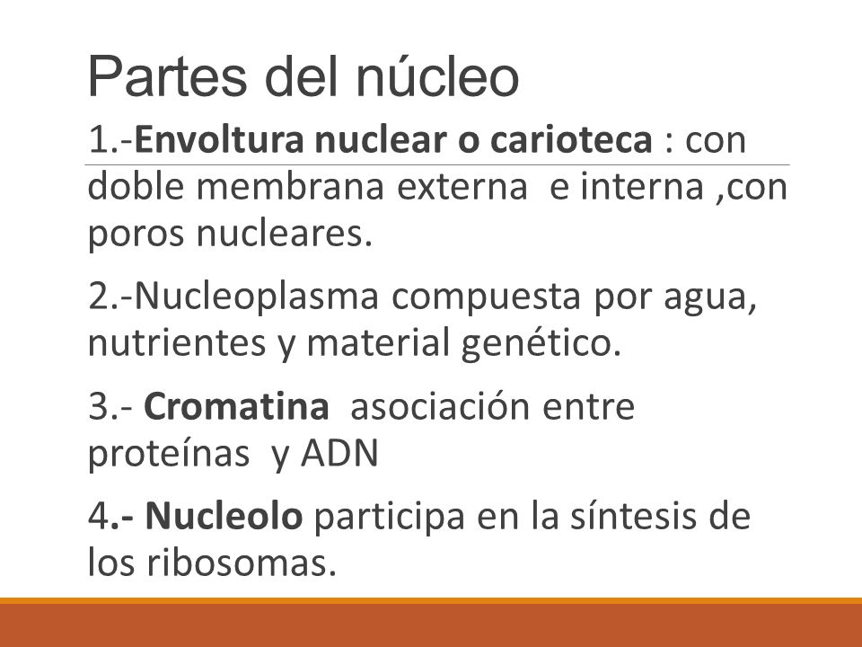 Partes del núcleo 1.-Envoltura nuclear o carioteca : con doble membrana externa e interna ,con poros nucleares.