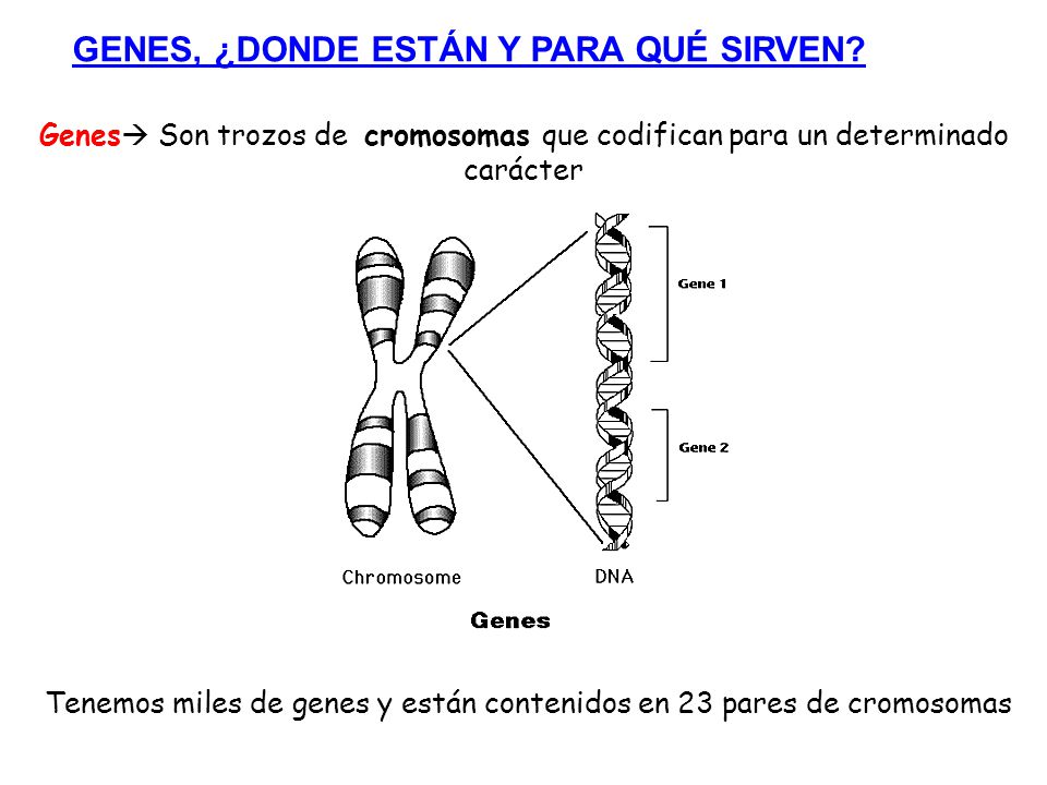 Tenemos miles de genes y están contenidos en 23 pares de cromosomas