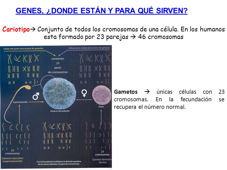 GENES, ¿DONDE ESTÁN Y PARA QUÉ SIRVEN