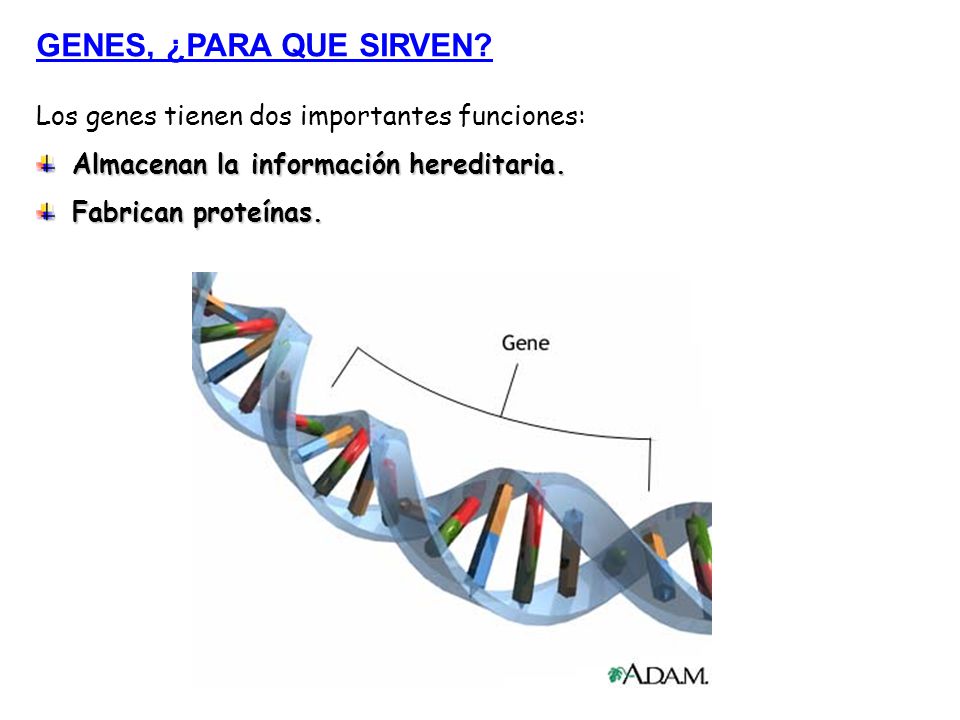 GENES, ¿PARA QUE SIRVEN Los genes tienen dos importantes funciones: