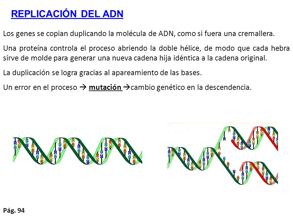 REPLICACIÓN DEL ADN Los genes se copian duplicando la molécula de ADN, como si fuera una cremallera.
