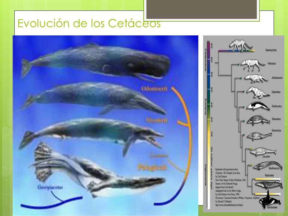 Evolución de los Cetáceos