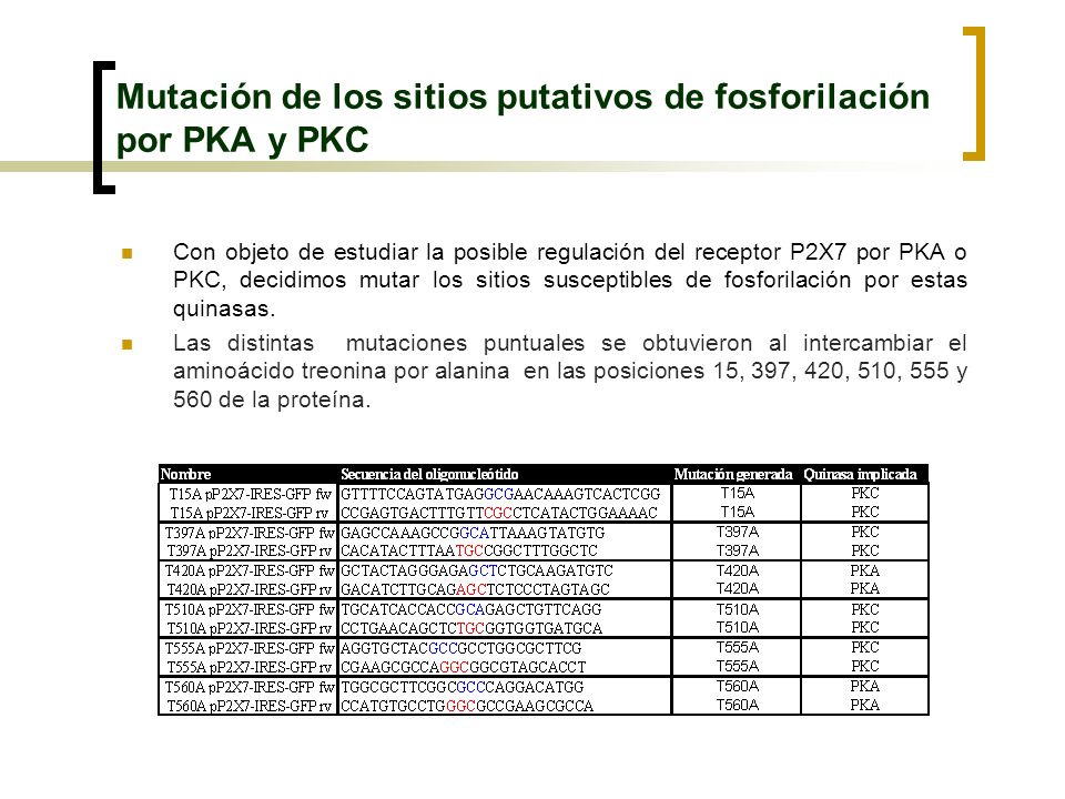 Mutación de los sitios putativos de fosforilación por PKA y PKC