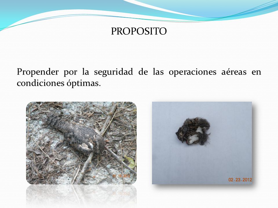 PROPOSITO Propender por la seguridad de las operaciones aéreas en condiciones óptimas.