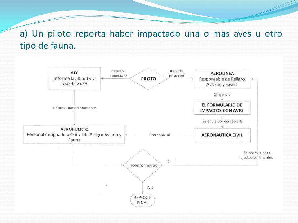 a) Un piloto reporta haber impactado una o más aves u otro tipo de fauna.