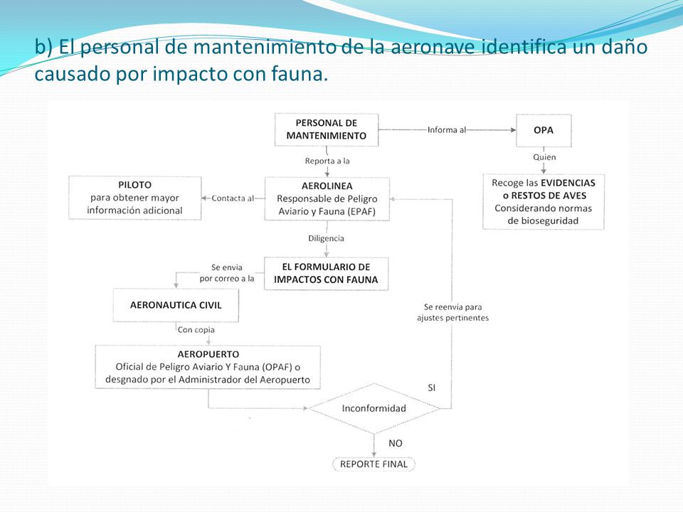 b) El personal de mantenimiento de la aeronave identifica un daño causado por impacto con fauna.