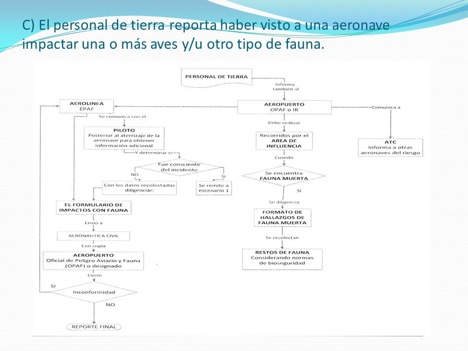 C) El personal de tierra reporta haber visto a una aeronave impactar una o más aves y/u otro tipo de fauna.