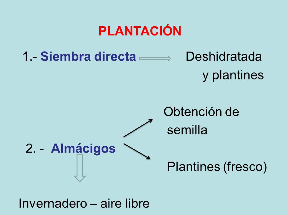 PLANTACIÓN 1.- Siembra directa Deshidratada. y plantines. Obtención de. semilla Almácigos.