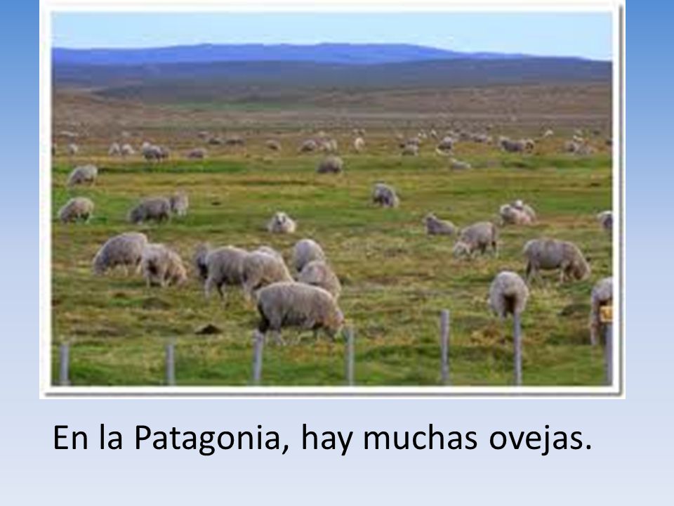 En la Patagonia, hay muchas ovejas.