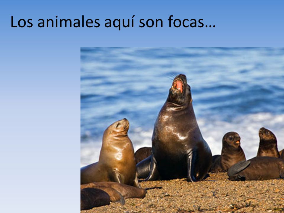 Los animales aquí son focas…