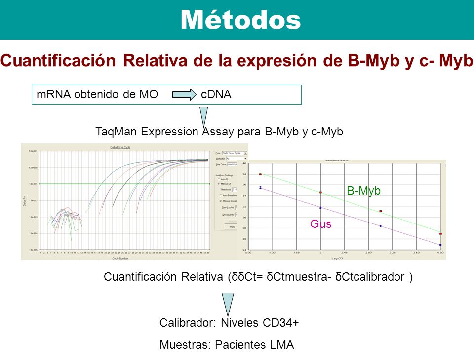 Métodos Cuantificación Relativa de la expresión de B-Myb y c- Myb