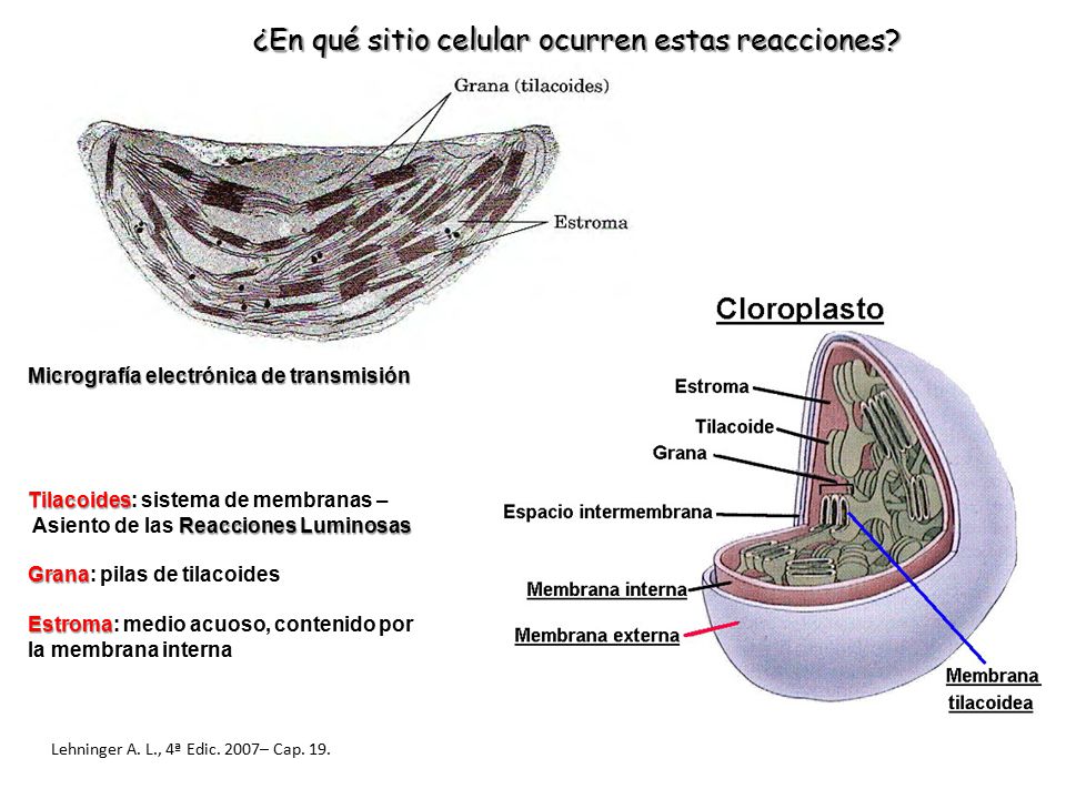 Lehninger A. L., 4ª Edic. 2007– Cap. 19.